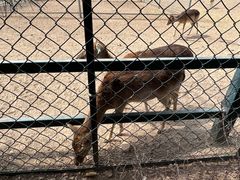 -北京麋鹿生态实验中心