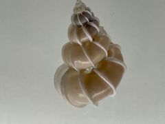 -青岛贝壳博物馆