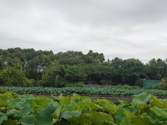 -桂湖森林公园