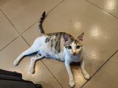 -土蚝·高压锅生蚝(百姓美食街店)