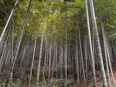 -上海佘山国家森林公园天马山园