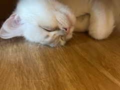 -滚猫咖啡·猫咖·猫友好撸猫(未来城店)