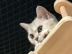 -猫和宫(六道口店)