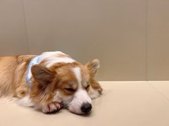 -和它·交个朋友·狗咖猫咖(爱琴海店)