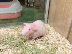 -藦茜花园宠物主题亲子互动体验馆(国顺东路店)
