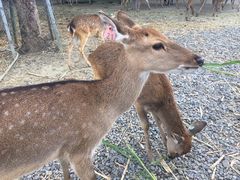 -鹿境梅花鹿生态园区