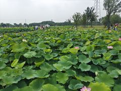 -梁鸿国家湿地公园