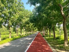 -上海长兴岛郊野公园