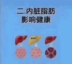 -香薇妮丝·定制减肥·身材管理