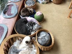 -猫友咖啡店(玉林西路店)