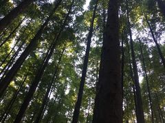 -山王坪喀斯特国家生态公园