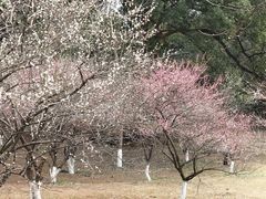 -杭州植物园