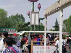 -滕州微山湖红荷湿地景区