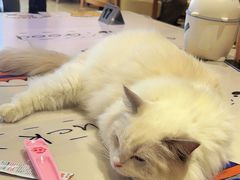 -藏猫猫咖啡主题馆(中央大道店)