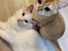 -猫大福·Fortune Cat猫舍(百子湾店)