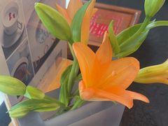 -大董(华贸购物中心店)