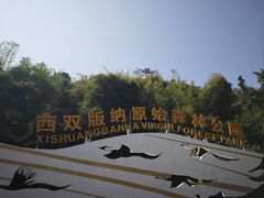 -西双版纳原始森林公园
