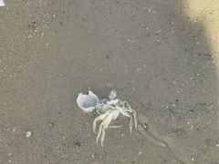 -碧海金沙