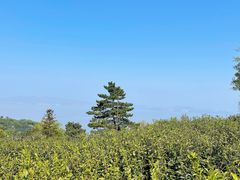 -东山风景区(洞庭东山)