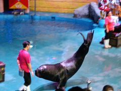 -烟台海昌鲸鲨海洋公园