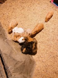 -酷嗒动物文化乐园(cutezoo西溪乐天城店)