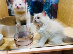 -屋虎猫馆(宝安大仟里店)