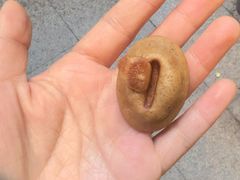 -莫朗核桃饼(虹泉路店)