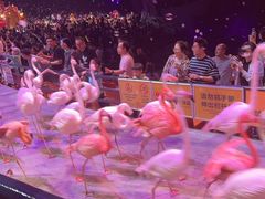 -广州长隆国际大马戏