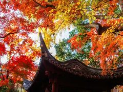 -秋霞圃