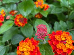 -白帝城·瞿塘峡景区