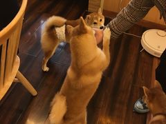 -豆柴町-柴犬主题狗咖(红鼎国际C座店)