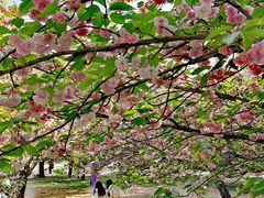 -莲花池公园