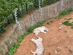 -西霞口神雕山野生动物世界