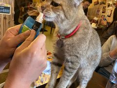 -名猫咖啡馆·撸猫·拼豆