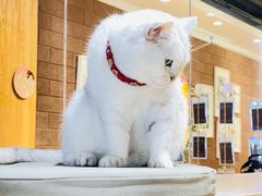 -藏猫猫咖啡主题馆(中央大道店)