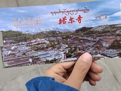 -塔尔寺-菩提树