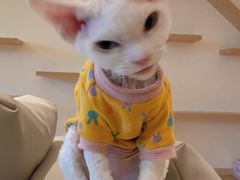 -猫腻·猫咖·撸猫馆(星光大道店)