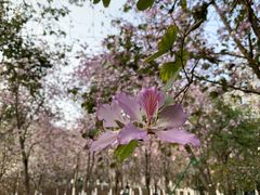 -番禺大夫山森林公园