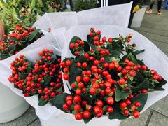 -深圳仙湖植物园