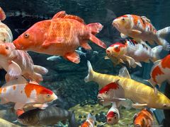 -上海海洋水族馆