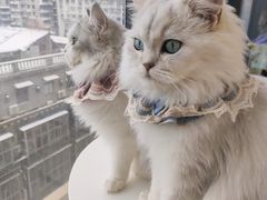 -怪兽屋·羊驼·猫咖·狗咖(俊华广场店)