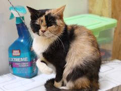 -猫色咖啡·猫咖