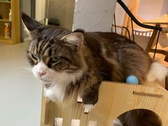 -豆逗聊愈猫阁Easy Life