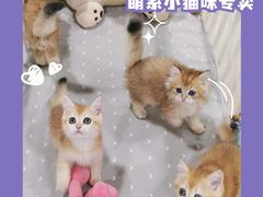 -70cat德文卷毛猫·缅因猫纯种猫舍