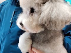 -宠福鑫康馨动物医院·骨科·眼科