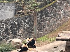 -都江堰中华大熊猫苑