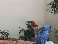 -吉隆坡雀鸟公园