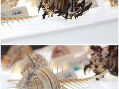 -贝壳梦幻世界