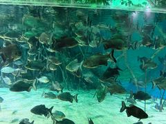 -福州罗源湾海洋世界旅游区