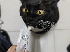 -瑞鹏宠物医院·夜间急症·心超·猫科(祖庙分店)